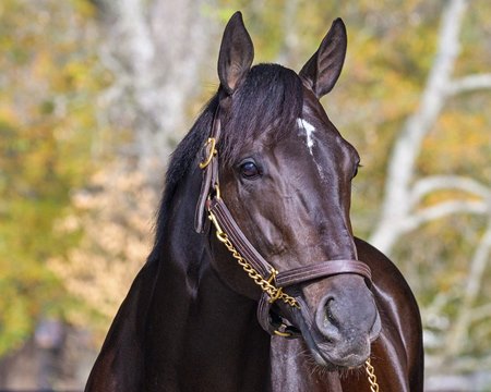 Domestic Product at Ashford Stud