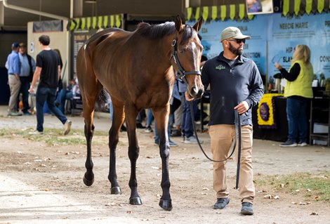 BC Filly & Mare Turf Winner Moira to Bayles for .3M