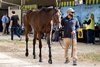 Hip 293 Moira consigned by Hill ‘n’ Dale at Xalapa to The November Sale at Fasig-Tipton in Lexington, Ky. on November 4, 2024.