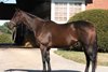 Celia&#39;s Song, a daughter of Distorted Humor, who is the first broodmare offering by microshare syndicate company Commonwealth