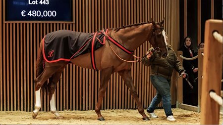 Newlook, consigned as Lot 443, at the Arqana Autumn Sale