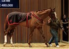 Newlook Lot 443, 2024 Arqana Autumn Sale