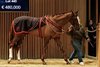 Newlook Lot 443, 2024 Arqana Autumn Sale