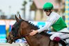 Augustin Stables’ Truly Quality and jockey Vincent Cheminaud, right, outgame Balnikhov (Kazushi Kimuri), left, to win the G2T $200,000 Hollywood Turf Cup Friday November 29, 2024 at Del Mar Thoroughbred Club, Del Mar, CA.
Benoit Photo