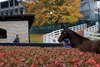 Scenics, 2024 Keeneland November Sale