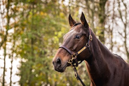 Gouache, dam of group 1 winner Goliath, at the Goffs November Breeding Stock Sale