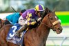 CRK Stable&#39;s Skinner and jockey Hector I. Berrios win the Grade III $100,000 Native Diver Stakes Saturday November 23, 2024 at Del Mar Thoroughbred Club, Del Mar, CA.
Benoit Photo