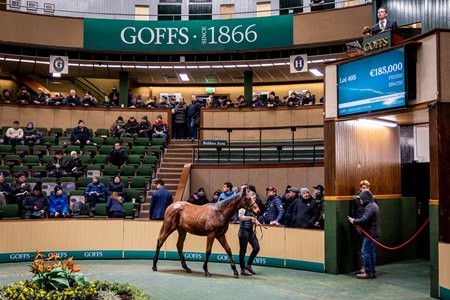 The Sioux Nation filly consigned as Lot 145 in the ring at the Goffs November Sale