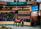 2024 Goffs November Sale, Lot 405