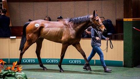 Broodmare prospect Profit Refused walks the sale ring at the final session of Goffs November Breeding Stock Sale