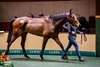 2024 Goffs November Breeding Stock Sale, Lot 1360
Profit Refused