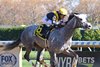 Tux, Maiden Win, Aqueduct Racetrack, November 9 2024