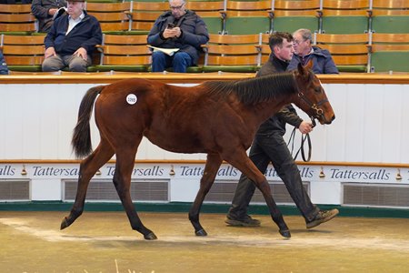 The Perfect Power colt consigned as Lot 1095 in the ring at the Tattersalls December Foal Sale