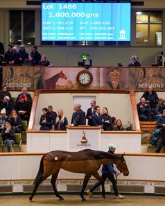 Lot 1466, Caught U Looking, in the sales ring at the Tattersalls December Mares Sale