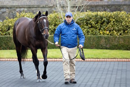 Blue Point at Kildangan Stud