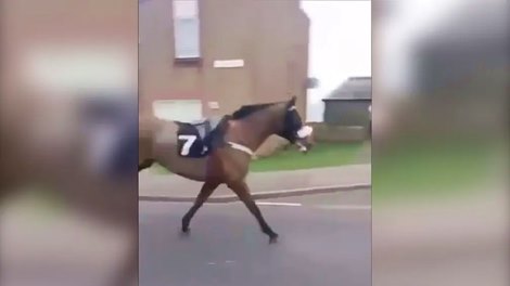 Riderless Musselburgh Runner Gallops Through Local Town