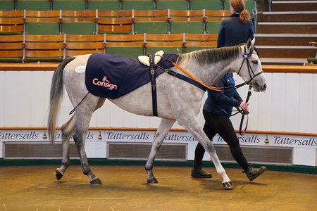 Crown's Lady, consigned as Lot 2168, tops the final session of the Tattersalls December Mares Sale