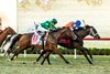 Sacred Wish and jockey John Velazquez, right, outleg Gina Romantica (Jose Ortiz), outside, and Ag Bullet (Umberto Rispoli), left, to win the Grade I $300,000 Matriarch Stakes Sunday, December 1, 2024 at Del Mar Thoroughbred Club, Del Mar, CA.
Benoit Photo
 