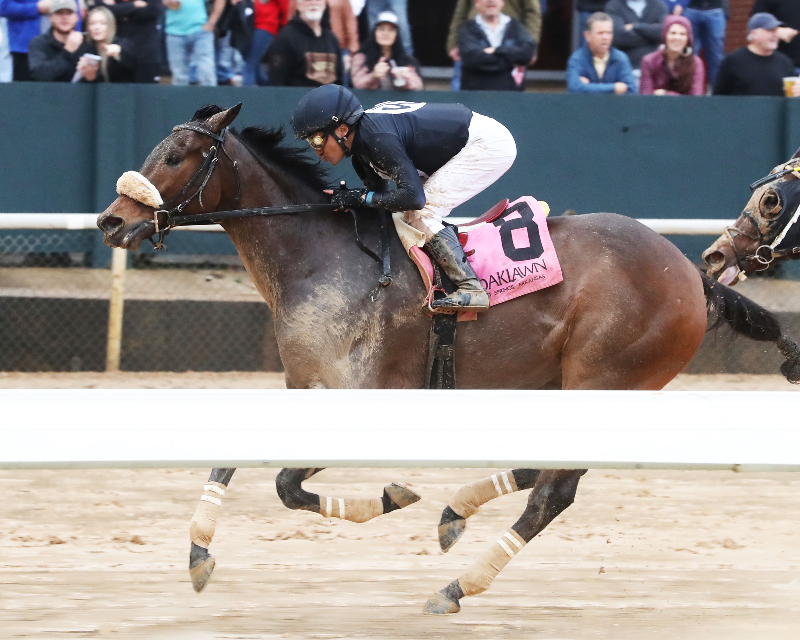 Navy Seal - Horse Profile - BloodHorse