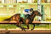 Tenma and jockey Juan Hernandez win the Grade II, $200,000 Starlet, Saturday, December 7, 2024 at Los Alamitos Thoroughbred Club, Cypress CA.
&#169; BENOIT PHOTO