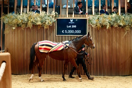 Sparkling Plenty in the ring at the Arqana December Breeding Stock Sale