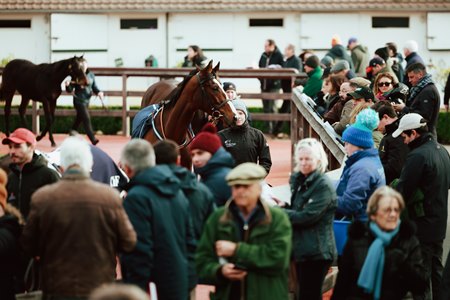 The outside walking ring at the Arqana December Breeding Stock Sale