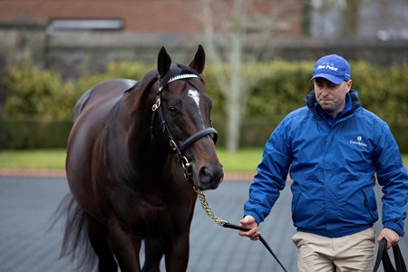Blue Point at Kildangan Stud