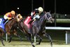 Howard Wolowitz wins the 2024 Holiday Cheer Stakes at Turfway Park