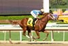 Accuracy - MSW - Santa Anita - 101924