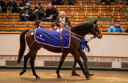 Session-topping Bridestones, consigned as Lot 1975, in the ring at the Tattersalls December Mares Sale