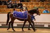 Lot 1975 Bridestones (IRE) 2020 B.F.  BY Teofilo (IRE) EX White Moonstone (USA)   95	Godolphin	A C Elliott, Agent	280,000
Tattersalls 
December Mare Sale
04/12/2024

