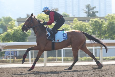 Content, Sha Tin, December 3 2024