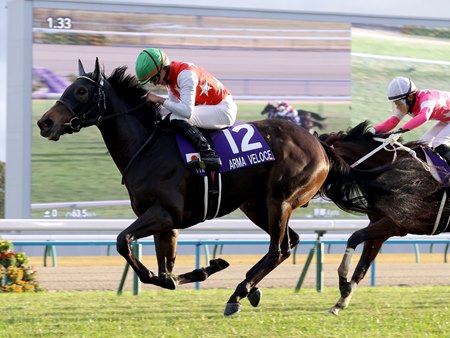 Arma Veloce wins the Hanshin Juvenile Fillies at Kyoto Racecourse