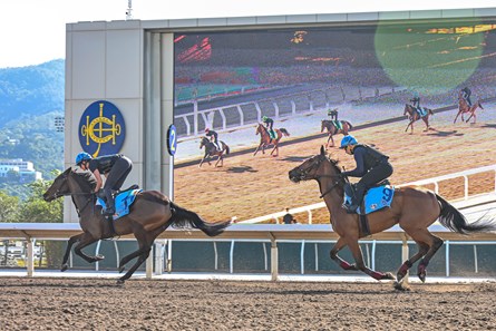 Content (right) and Wingspan, Sha Tin, December 4 2024