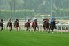 Artislas and jockey Flavien Prat, second from right, win the $100,000 Eddie Logan Stakes, Sunday, December 29, 2024 at Santa Anita Park, Arcadia CA.
&#169; BENOIT PHOTO