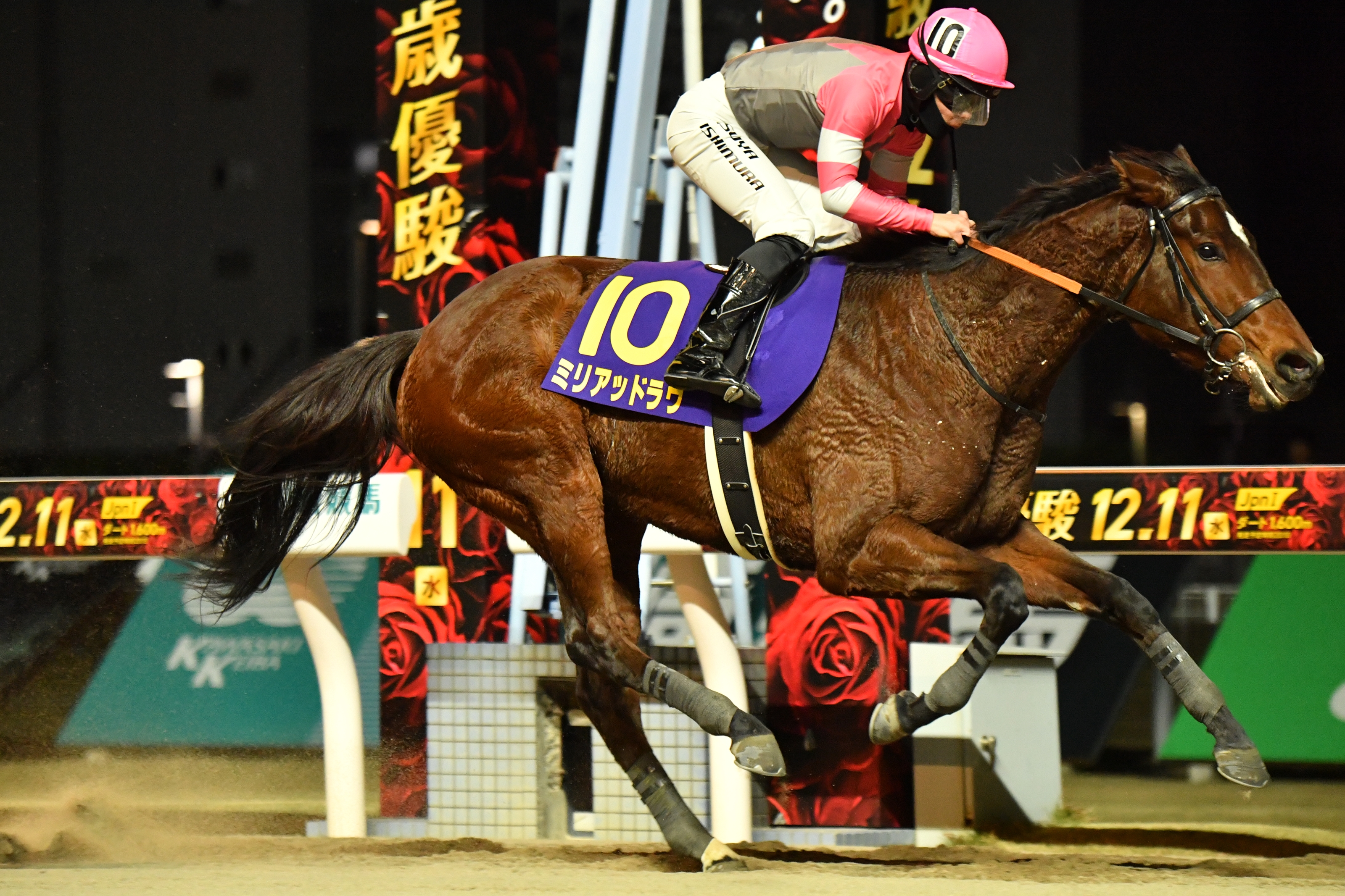Myriad Love (JPN) - Horse Profile - BloodHorse