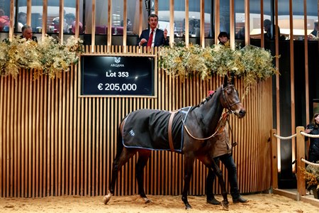 Lot 353, Hoshiana, sells for €220,000 ($232,367) to Repole Stable