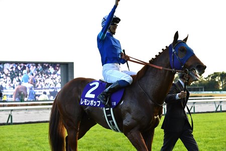 Lemon Pop after his win in the Champions Cup at Chukyo Racecourse