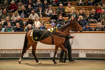 You Got To Me in the ring at the Tattersalls December Mare Sale