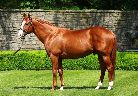 Munnings at Ashford Stud