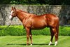 Munnings at Ashford Stud