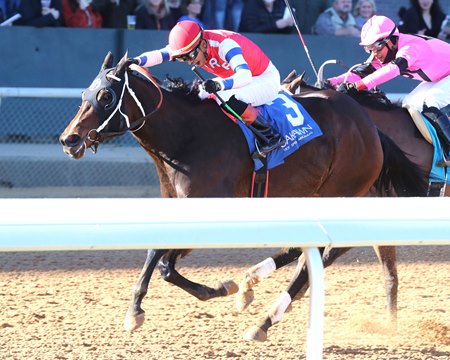 Connie K wins an allowance optional claimer at Oaklawn Park