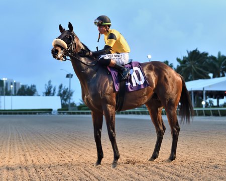 Cugino after winning the 2024 Tropical Park Derby at Gulfstream Park