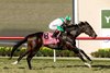 Mrs. Fitriani Hay’s Clock Tower and jockey John Velazquez win the Grade III $100,000 Cecil B. DeMille Stakes  Sunday, December 1, 2024 at Del Mar Thoroughbred Club, Del Mar, CA.
Benoit Photo