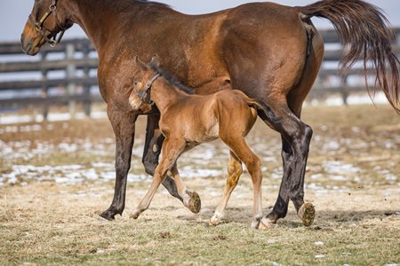 Fulsome's first Kentucky-bred foal runs alongside her dam, Addadore