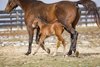 Fulsome foal at Westbrook 1.24.25