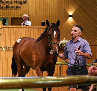 Lot 1076, a colt by Satono Aladdin, in the ring at the New Zealand Bloodstock Karaka Yearling Sale