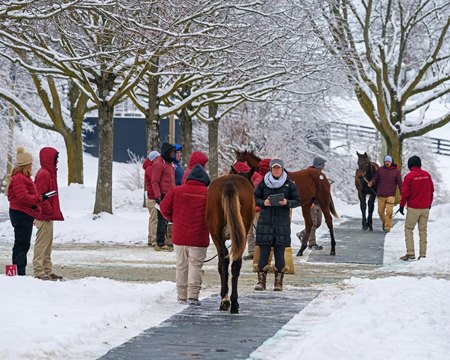 Prospective buyers look over yearlings at the Taylor Made Sales Agency consignment. 