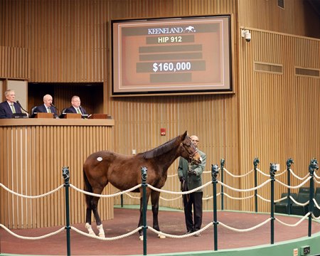 The Tiz the Law colt consigned as Hip 912 in the ring at the Keeneland January Sale