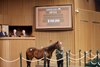 Hip 912, 2025 Keeneland January Sale